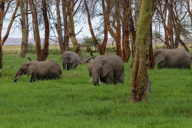 Day Tour To Amboseli National Park - What Makes This Tour Valuable?