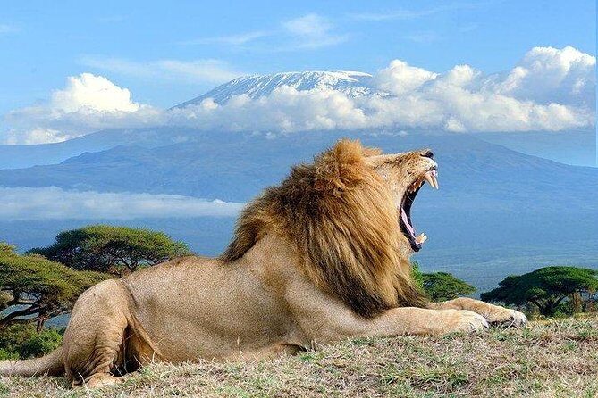 Day tour to Amboseli national park - Who Would Love This Tour?