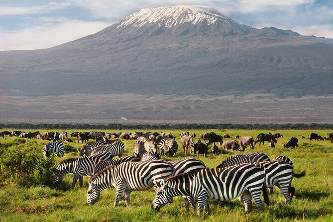 Day tour to Amboseli National Park and Maasai Village - Logistics and Practicalities