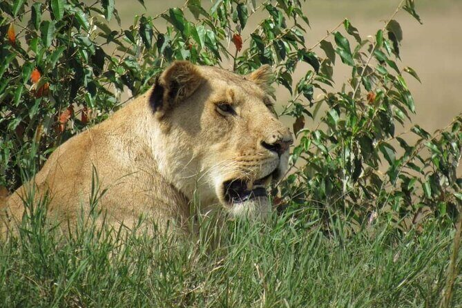 Day Tour To Amboseli National Park from Nairobi - Why This Tour Offers Good Value