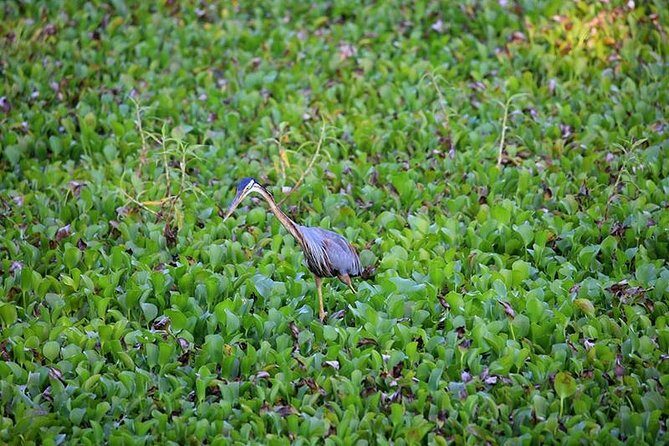 Day Tour to Anawilundawa Wetland Sanctuary - Why This Tour Works for Different Travelers