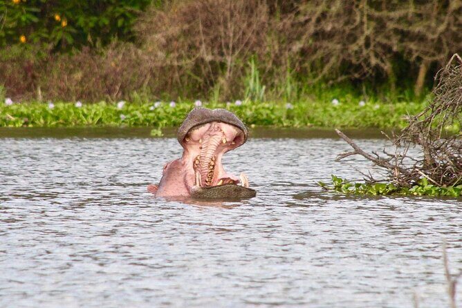 Day Tour to Crescent Island in Naivasha - Why This Tour Is a Great Choice for Kenyan Wildlife Enthusiasts
