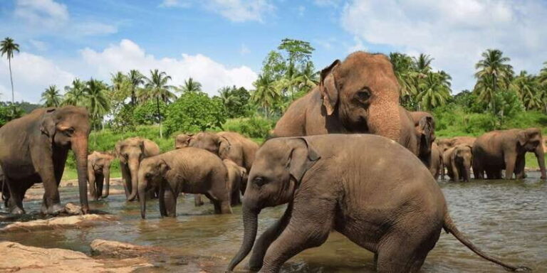Day Tour to Elephant Orphanage / spice garden - Detailed Breakdown of the Itinerary