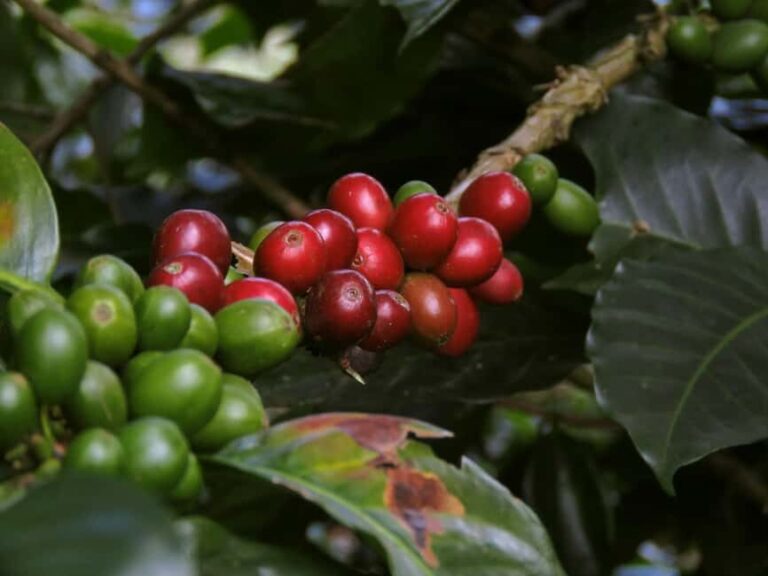 Day Tour to Fairview Coffee Farm - The Itinerary Breakdown