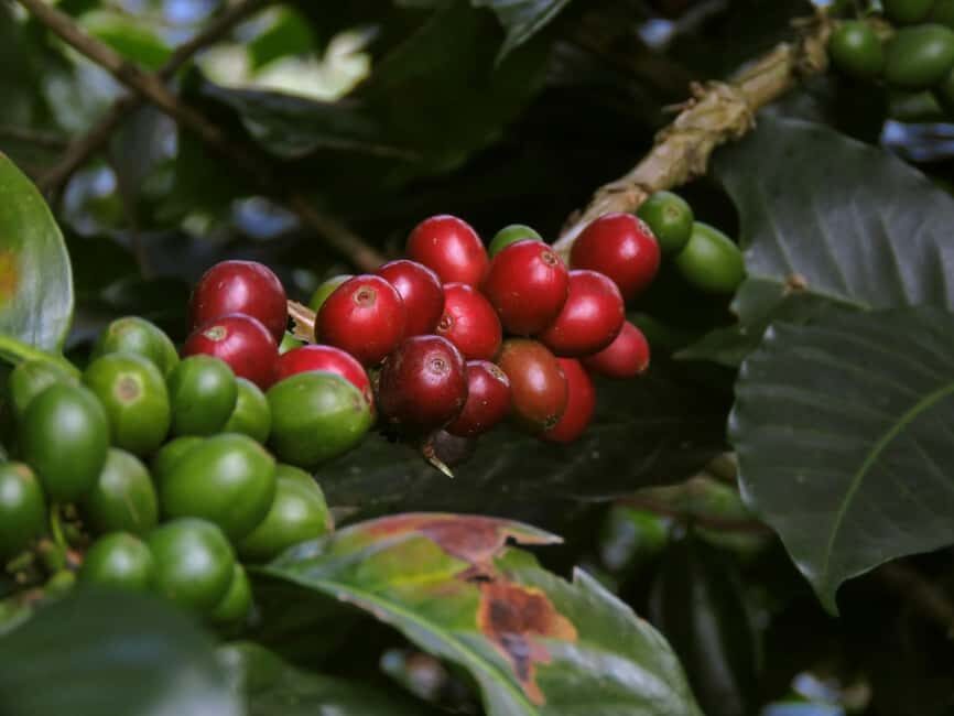 Day Tour to Fairview Coffee Farm - The Itinerary Breakdown