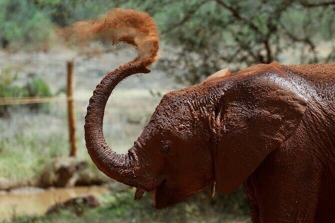 Day tour to Giraffe Center and Karen Blixen Museum - Authenticity and Learning