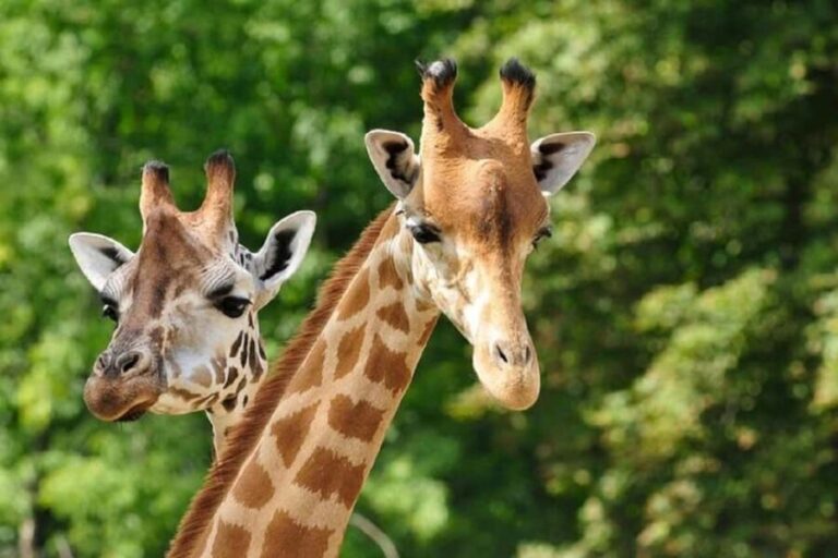 Day tour to Giraffe Center and Karen Blixen Museum - What Travelers Say