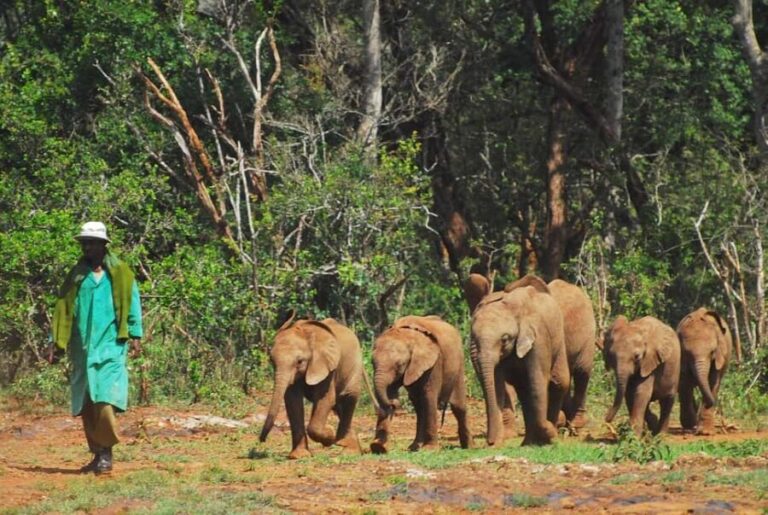 Day tour to Giraffe, Elephant and Nairobi National park - David Sheldrick Elephant Sanctuary: The Heart of Conservation