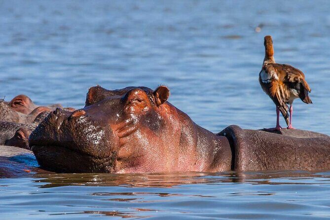 Day tour to Hells Gate, Lake Naivasha and Crescent Island Walk - The itinerary in detail