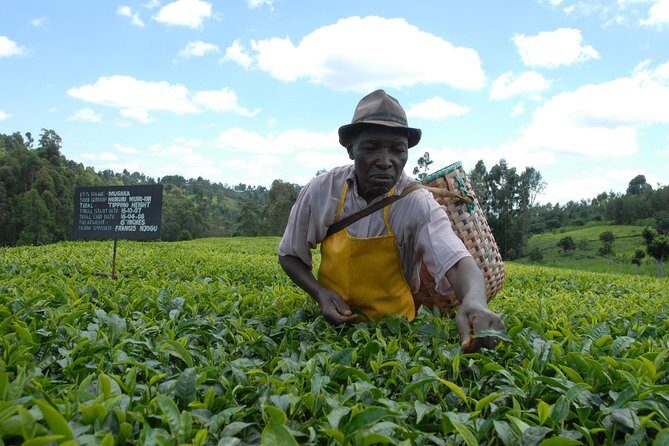 Day Tour To Kiambethu Tea Farm in Limuru - Exploring the Tea Fields and Indigenous Forest