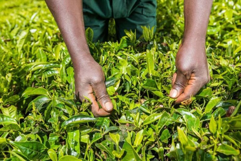 Day Tour to Kiambethu Tea Farm in Limuru - Exploring the Indigenous Forest and Local Wildlife