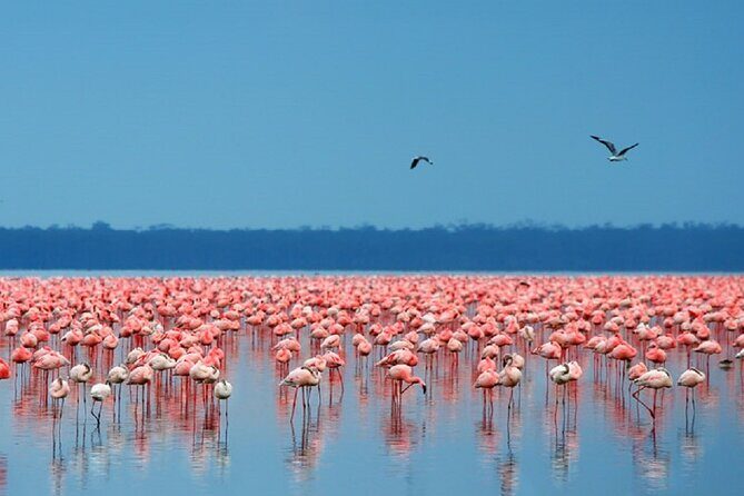 Day Tour to Lake Nakuru with optional boat ride in Lake Naivasha - What’s Included and What’s Not