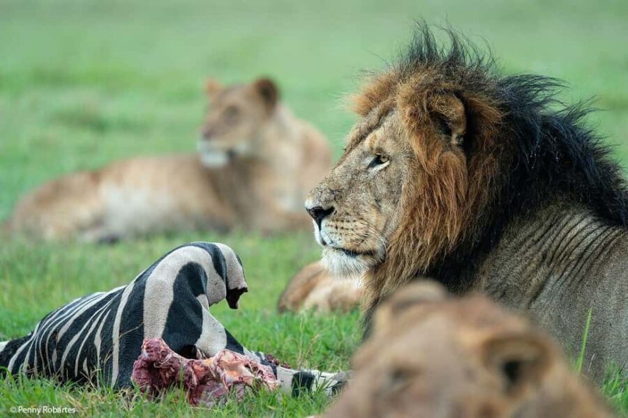 Day Tour to Maasai Mara Game Reserve from Nairobi. - Why This Tour Offers Good Value