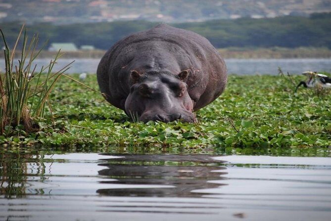 Day tour to mount Longonot park from Nairobi - Transport, Timing, and Practicalities