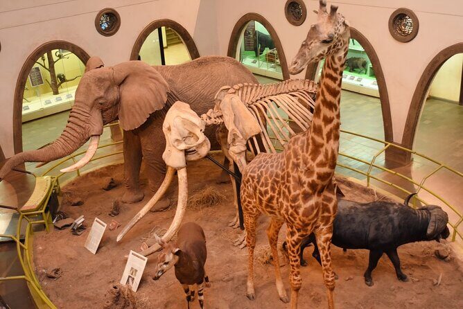 Day Tour to Nairobi Arboretum and Nairobi National Museum - Nairobi National Museum: A Cultural and Artistic Showcase