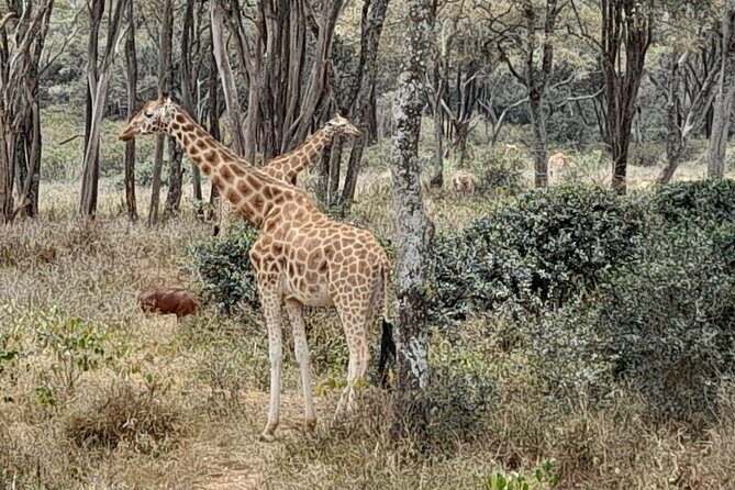 Day Tour to Nairobi national park, Elephants, and Giraffe Center - Cost Breakdown and Value