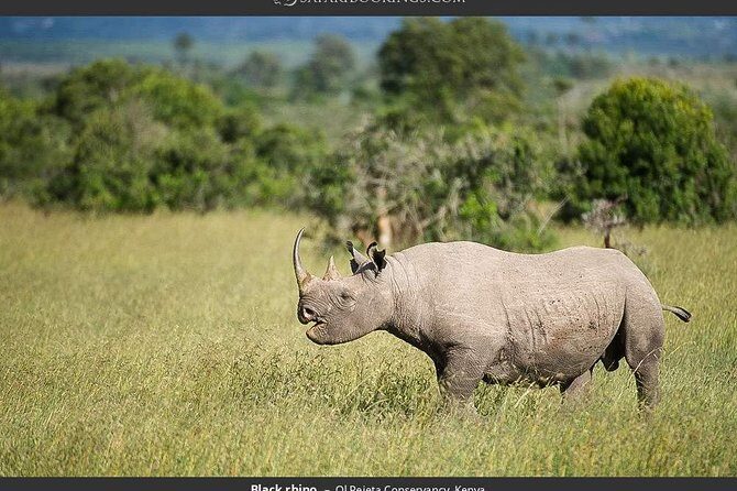 Day Tour to Ol Pejeta Conservancy - The Importance of Guides and Wildlife Encounters
