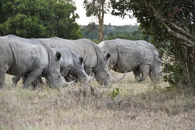 Day Tour to Olpajeta Conservancy from Nairobi With 4*4 Vehicle - Lunch at Serena Sweetwaters Lodge: A Relaxing Break
