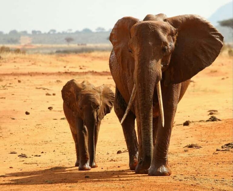 Day tour to Shimba hills National Reserve from Mombasa/Diani - What’s Included and What’s Not