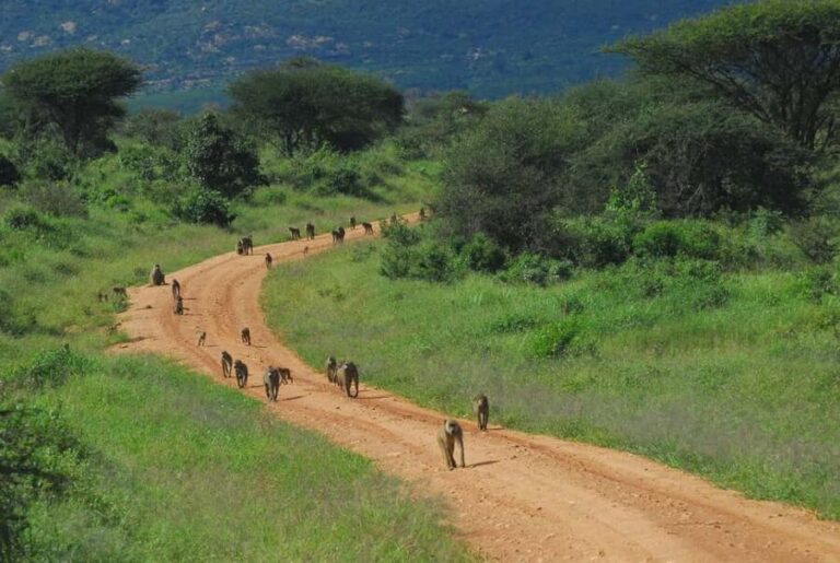 Day tour to Tsavo East from Malindi - What Makes This Tour Stand Out?