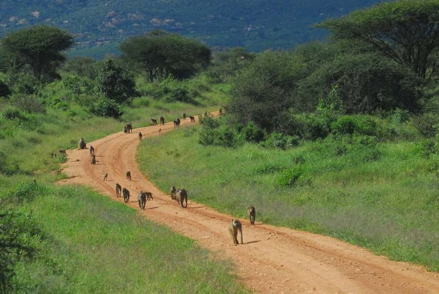 Day tour to Tsavo East from Malindi - What Makes This Tour Stand Out?