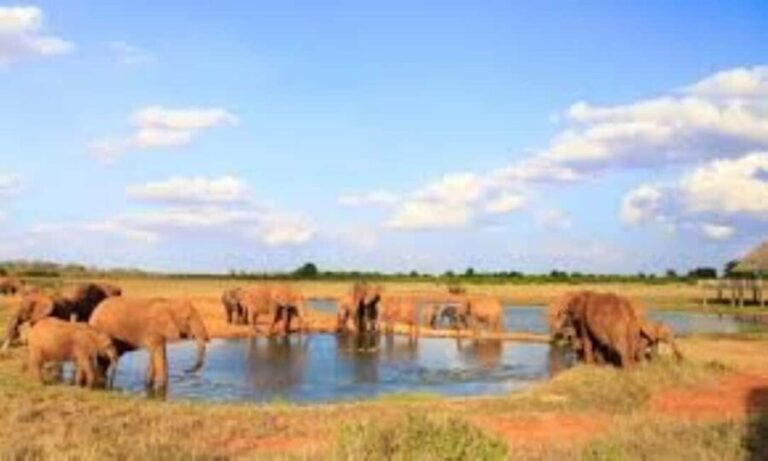 Day Tour to Tsavo East National Park - The Practicalities and What You Should Know