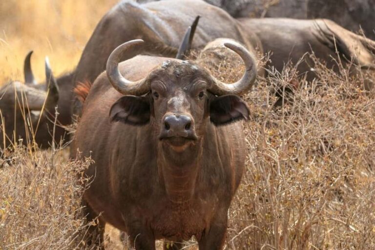 Day tour to Tsavo East National Park from Malindi/ Watamu - Pricing and Value