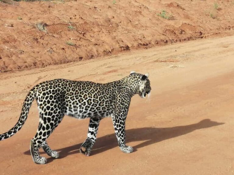 DAY TOUR TO TSAVO EAST NATIONAL PARK FROM MOMBASA/DIANI - What You Can Expect on This Day Trip