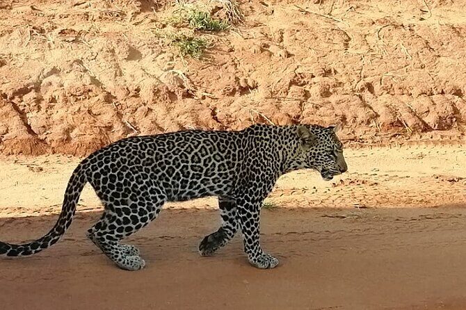 Day Tour to Tsavo East National Park from Mombasa or Diani - The Experience: What Travelers Say