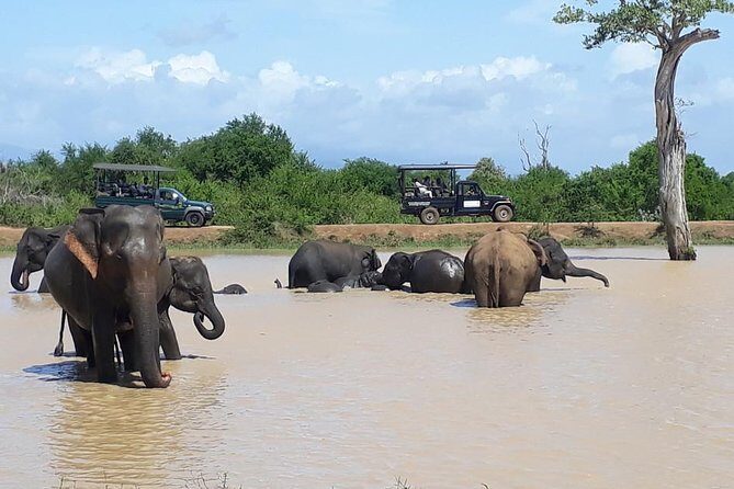 Day tour to Udawalawe from Colombo - Exploring Udawalawe National Park: Wildlife and Scenic Beauty