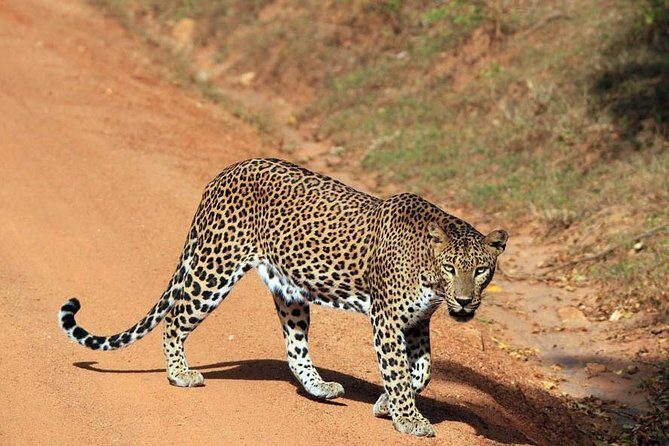 Day Tour to Wilpattu National Park From Negombo - Final Thoughts