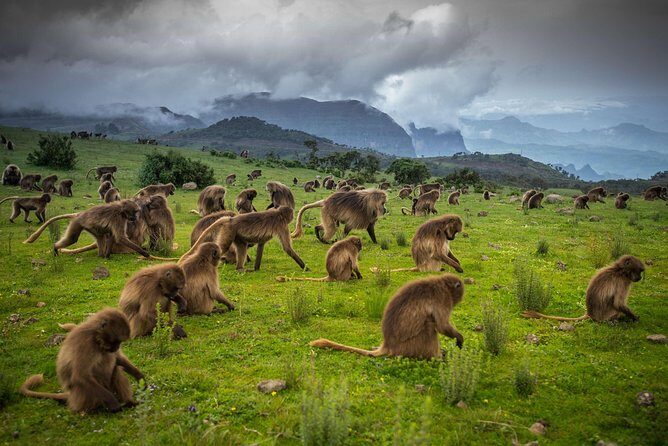 Day trek to Simien Mountain - The Drive to Buit Ras