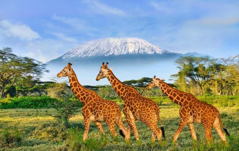 Day Trip: Amboseli National Park & Maasai Village Nairobi - Authenticity and High Points