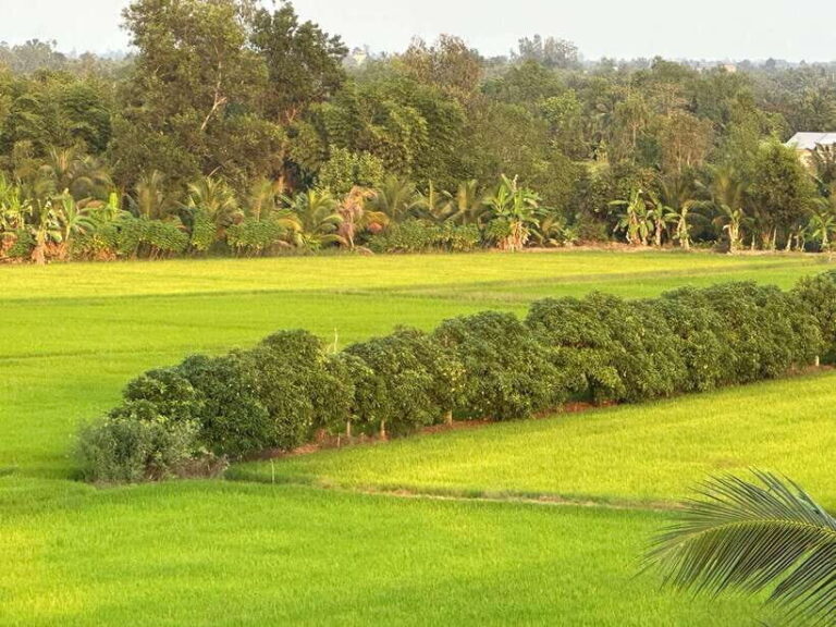 Day Trip: Floating Market & Mua Xuan Forest Half-Day Tour - FAQ