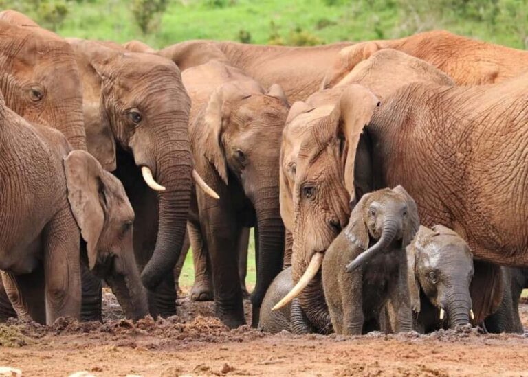 Day trip from Arusha to Ngorongoro Crater National Park - Wildlife Encounters and Bird Watching