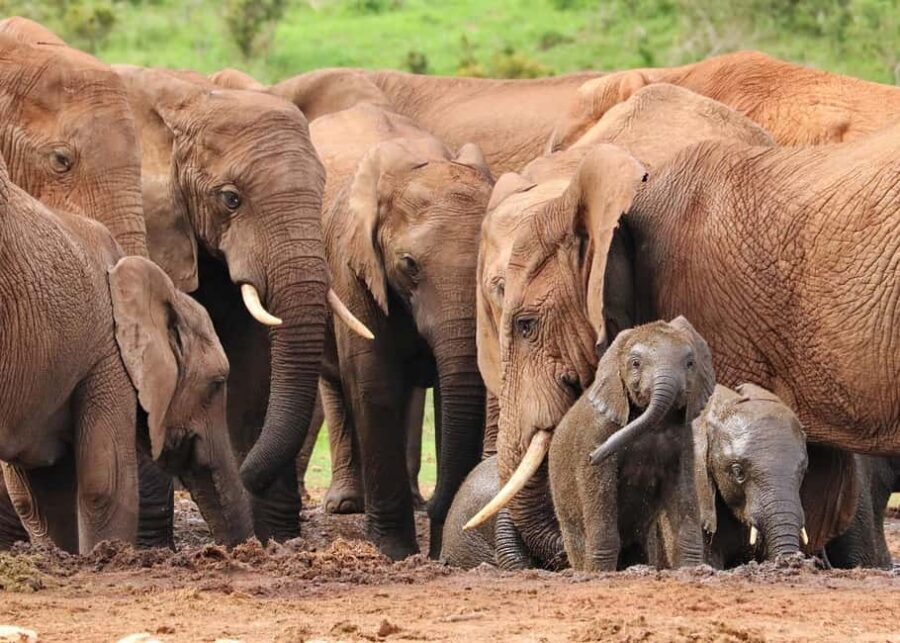 Day trip from Arusha to Ngorongoro Crater National Park - Wildlife Encounters and Bird Watching