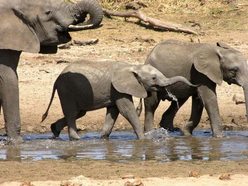 Day trip from Dar-es-Salaam to Mikumi National Park - Final Thoughts on Value and Practicality