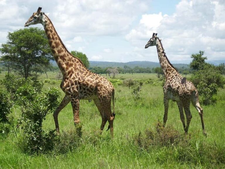 Day trip from Dar-es-Salaam to Mikumi Park by luxury train - Introduction: A Quick Safari with Style and Substance