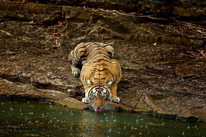 Day Trip from Jaipur to Ranthambore Safari - Practical Tips for the Best Experience