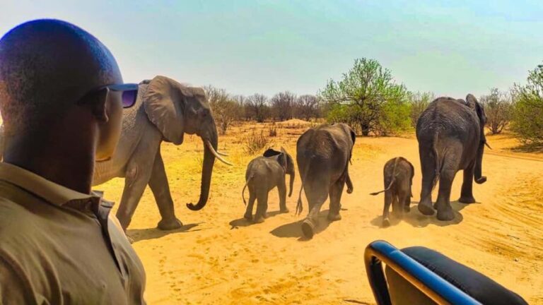 Day Trip from Victoria Falls: Chobe NP Land and River Safari - A Detailed Look at the Chobe Safari Experience