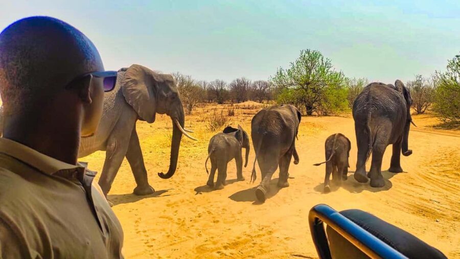 Day Trip from Victoria Falls: Chobe NP Land and River Safari - A Detailed Look at the Chobe Safari Experience
