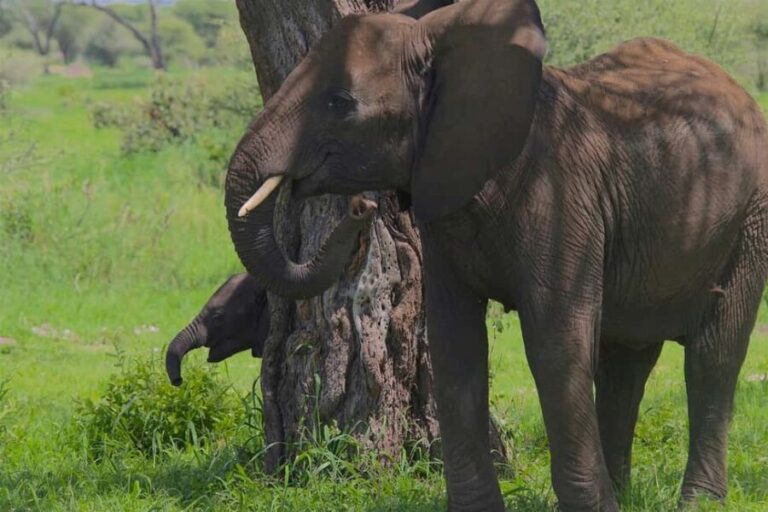 Day trip from Zanzibar to Mikumi National Park by flight - What Travelers Can Expect and Why It Matters