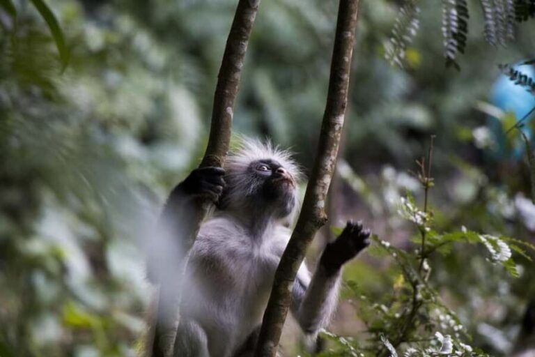Day trip from Zanzibar to Nyerere National Park by flight - An In-Depth Look at the Zanzibar to Nyerere National Park Day Trip