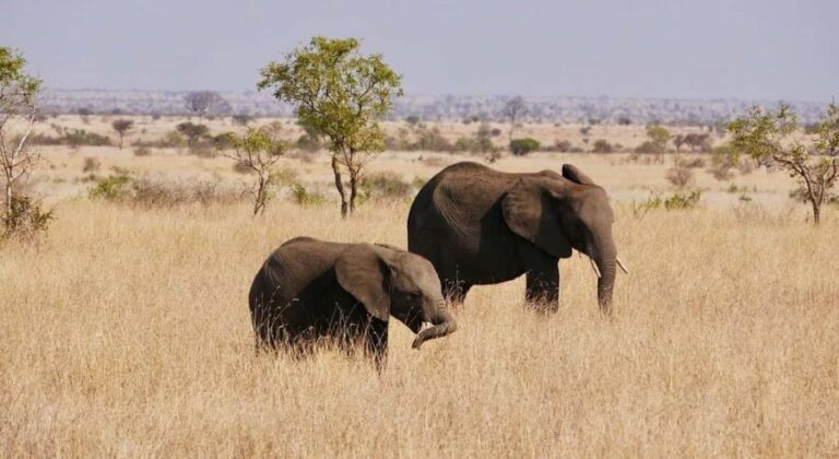 Day trip from Zanzibar to Nyerere National Park by flight - The Value Proposition