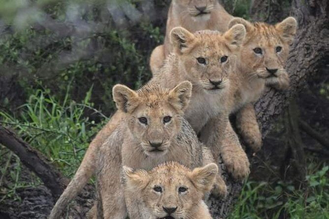 day trip lake manyara - What to Expect from the Lake Manyara Day Trip