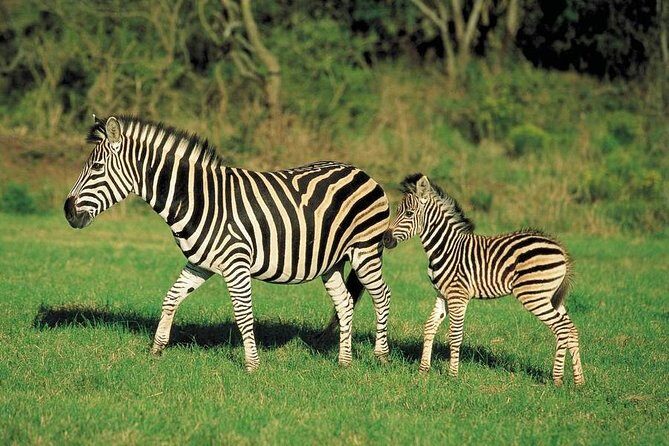 Day Trip - Lake Naivasha & Hell's Gate National Park From Nairobi - Authentic Experiences and What Travelers Say
