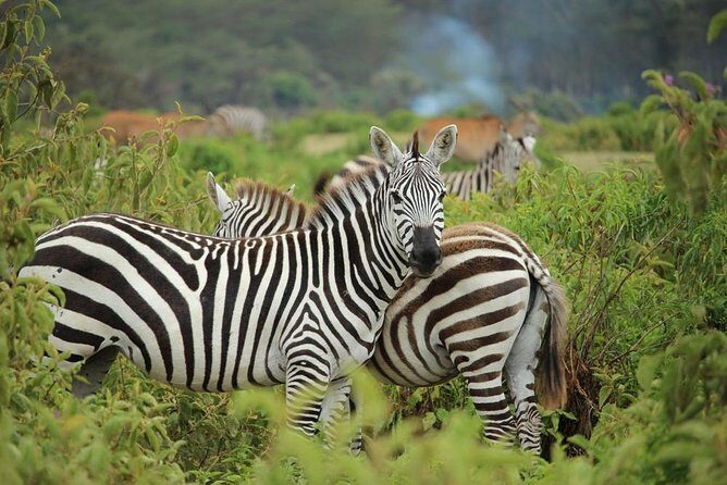Day trip - Lake Nakuru National Park Tour From Nairobi - Transportation & Group Size: Why It Matters