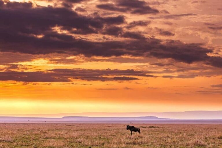 Day Trip Safari by Flight From Zanzibar - Practical Considerations