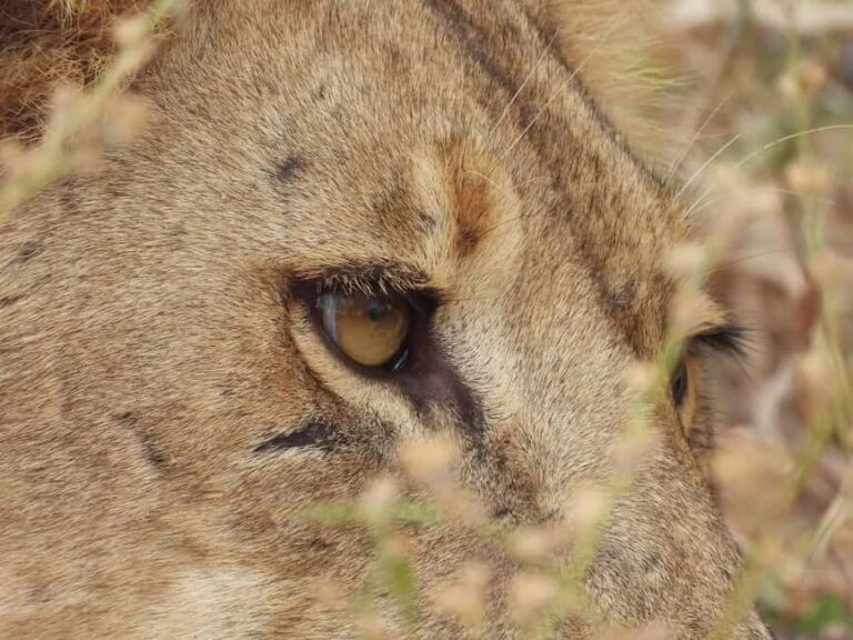 Day Trip Safari to Mikumi National. - The Itinerary Breakdown