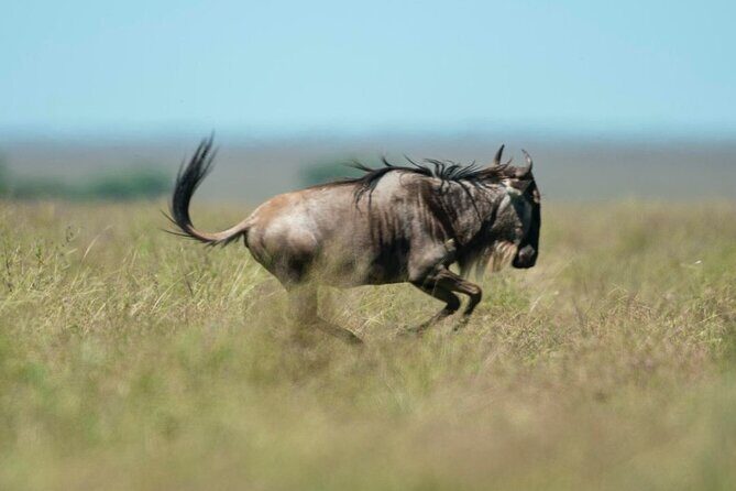 Day trip Safari to Mikumi National Park - The Value of the Tour